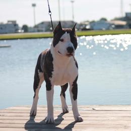 American Staffordshire Terrier All Grown Up from Homegrown Amstaffs