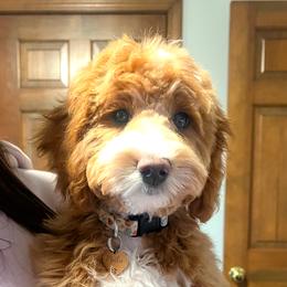 Bernedoodle and Goldendoodle All Grown Up from Farmland Doodles