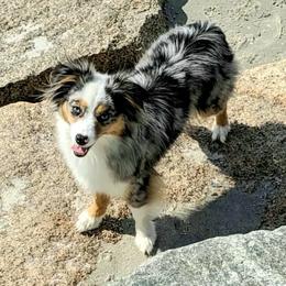 Miniature Australian Shepherd and Toy Australian Shepherd All Grown Up from Ashby Lou Aussies