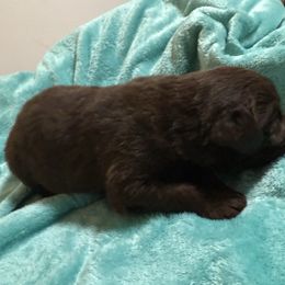 Shania - Gray female Newfoundland puppy in Shepherd, Montana from Crystal Waters Newfoundlands