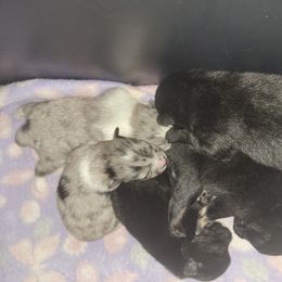 Pomeranian Puppies from Paradise Point Pomeranians