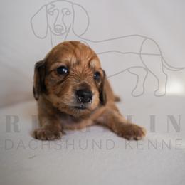 Armani - Black and cream male Dachshund puppy in Temecula, California from Naomi Magee's Dachshund Kennel