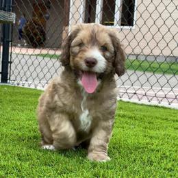 Breitling - Tri-color male Australian Labradoodle puppy in Alamo, Texas from QuiSal Labradoodles