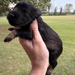 Tennessee - Salt and pepper male Miniature Schnauzer puppy in Silver Creek, Mississippi from Mamie’s Minis, LLC