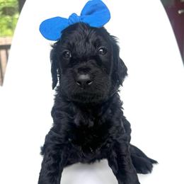 Dryad - Black female Goldendoodle puppy in Mount Pleasant, Tennessee from Doodle My Heart