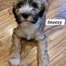 Sneezy - Sable male Tibetan Terrier puppy in Dorena, Oregon from West Coast Tibetans