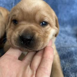 Maple - Yellow female Labrador Retriever puppy in Alcester, South Dakota from Theresa Rhodes