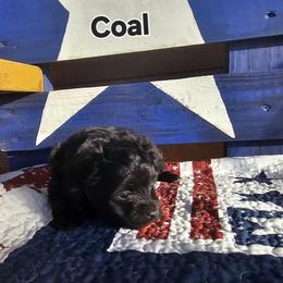 Coal - White male Maltese puppy in Terrell, Texas from PBJ Farms