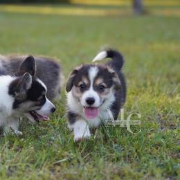 Remi 5 - Tail - Black and tan male Pembroke Welsh Corgi puppy in Straughn, Alabama from Magnolia Creek Corgis