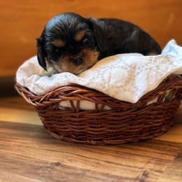 Cavalier King Charles Spaniel and Cavapoo Puppies from Cavaliers of Windsor