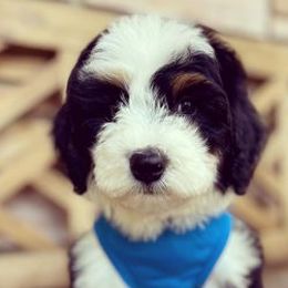 Bernedoodles and Sheepadoodles from Lawrenson Doodles