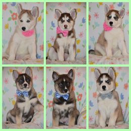 Siberian Husky Puppies from Spalla Pups