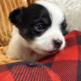 Chase - Black and white male Chihuahua puppy in Amity, Pennsylvania from Rhoda and Verna