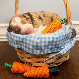 Lavender - Chocolate merle female Bernedoodle puppy in Russell Springs, Kentucky from 270 Doodles