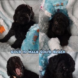 Poodle Puppies from Majestic Royalty Poodles