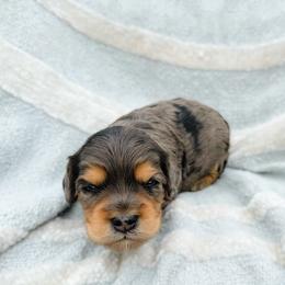 Lola F1b  (choc carrier) - Merle female Cavapoo puppy in Wamego, Kansas from Doodles of Oz
