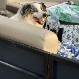Rosie - Australian Shepherd