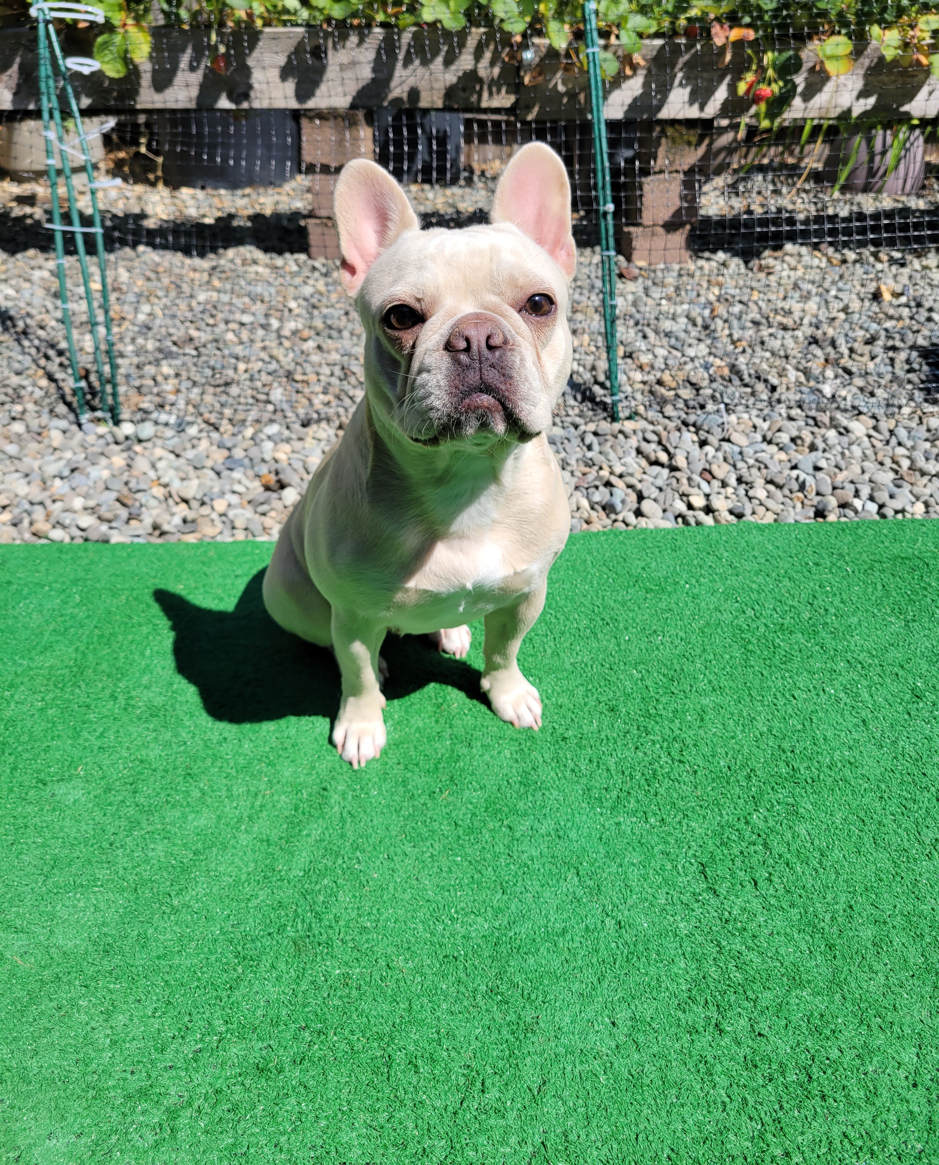 Lilly - French Bulldog