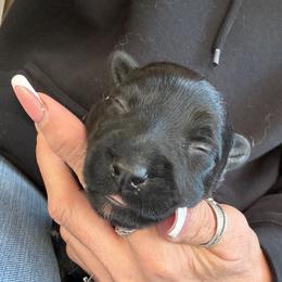 Daphne - Black brindle female Scottish Terrier puppy in Oak Harbor, Washington from Nicole's Scottish Terriers