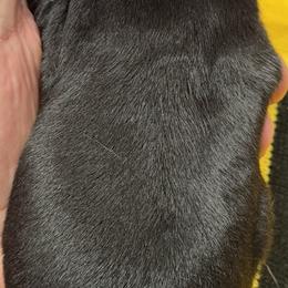 Dachshund Puppies from Witchy Woman’s Wiener’s