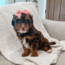 Rainier - female Australian Mountain Doodle puppy in Tryon, North Carolina from Melrose Mountain Farm