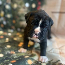 Boxer Puppies from Sweet Mambas Boxers
