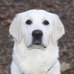 Kiah - Golden Retriever