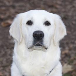 Kiah - Golden Retriever