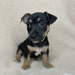 Forest - Black and white male Teddy Roosevelt Terrier puppy in Little Elm, Texas from Stone's Teddy Roosevelt Terrier's & French Bulldogs
