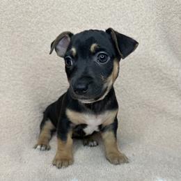 Forest - Black and white male Teddy Roosevelt Terrier puppy in Little Elm, Texas from Stone's Teddy Roosevelt Terrier's & French Bulldogs