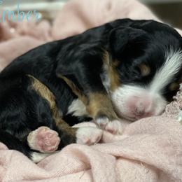 Timber - Tri-color female Bernedoodle puppy in Henry, Illinois from Rowe Farms Doodles