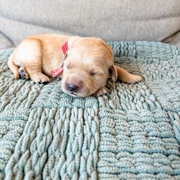Pink collar - Light golden female Golden Retriever puppy in Lehi, Utah from Open Star Goldens