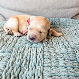 Pink collar - Light golden female Golden Retriever puppy in Lehi, Utah from Open Star Goldens