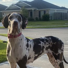 Pax - Great Dane