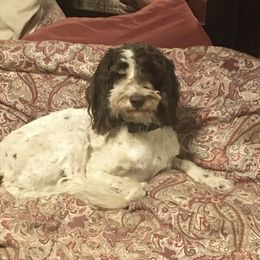 Potato - Labradoodle
