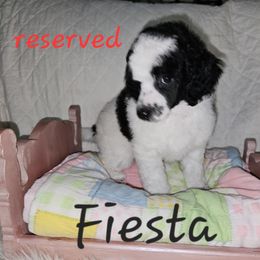 Fiesta - Parti female Poodle puppy in Poplar Bluff, Missouri from Jazzy's Standards poodles
