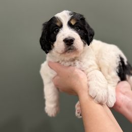 Bernedoodle Puppies from Anchorage Bernedoodles