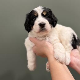Bernedoodle Puppies from Anchorage Bernedoodles