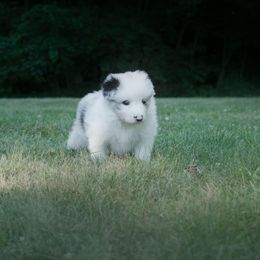 Border Collie Puppies from Fasstari Border Collies