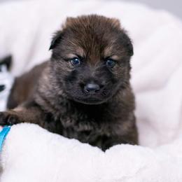 German Shepherd Puppies from Reign Land
