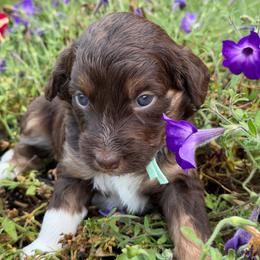 Rosemary (mint green collar) - Red tri-color female Aussiedoodle puppy in Mouth Of Wilson, Virginia from HoneyBunn Doodle Co.