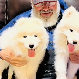 Samoyed Puppies from Better’s Samoyeds