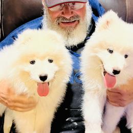 Samoyed Puppies from Better’s Samoyeds