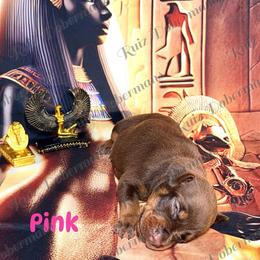 Pink Collar - Red and rust female Doberman Pinscher puppy in Louisville, Kentucky from Ruiz Dobermans