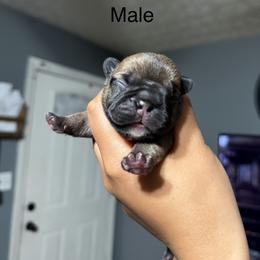 River - Fawn male French Bulldog puppy in Louisville, Kentucky from Nelson’s Fancy Frenchies and Bulldogs