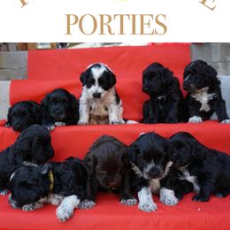 Portuguese Water Dog Puppies from Yellowstone Porties