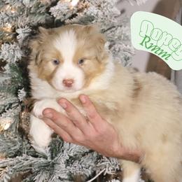 Dopey - Red merle male Australian Shepherd puppy in Keytesville, Missouri from Dogwood Lane Canine