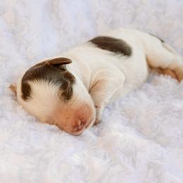 Peggy - Chocolate female Labradoodle puppy in Crete, Nebraska from Doodles & Co