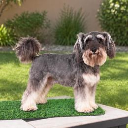 Julie - Miniature Schnauzer