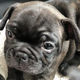 French Bulldogs from Baltic French Bulldogs